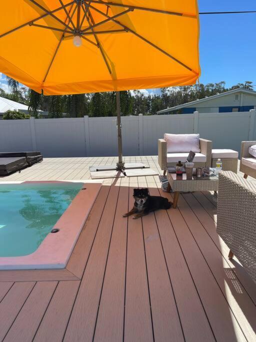 New Dog Paradise - Near The Beach Img & Downtown Bradenton Dış mekan fotoğraf